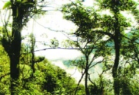 Những Cánh Rừng Hồi Sinh - Nhiều Ca Sĩ