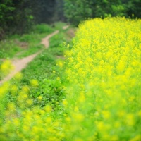 Luống Những Bâng Khuâng - Nsưt Hải Xuân