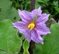 Áo Cưới Màu Hoa Cà (Vol 2) - Chế Hiếu