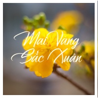 Mai Vàng Sắc Xuân - Various Artists