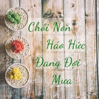 Chồi Non Háo Hức Đang Đợi Mưa - Various Artists