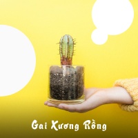 Gai Xương Rồng - Various Artists