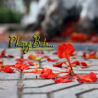 Phượng Buồn - Various Artists