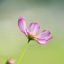 Playlist hot của Luu Nguyen Thi