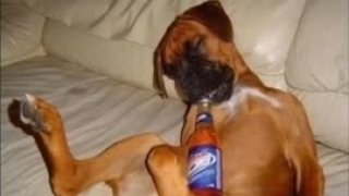 Say (Yêu Chế) - Various Artist