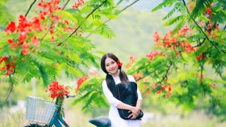 Hoa Học Trò - Lina Nguyễn