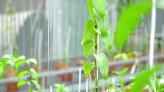 Liên Khúc Say Lan - Hồng Phượng, Various Artists