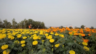 Liên Khúc Cha Cha Cha Hạnh Phúc Đầu Xuân - Khang Lê