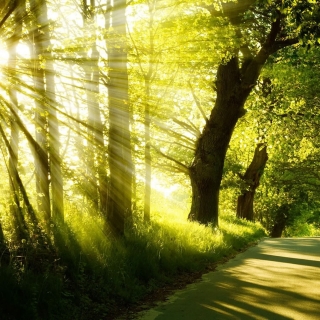 Beethoven Moonlight Sonata with Relaxing Nature Sounds