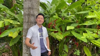 Thành Phố Tình Yêu Và Nỗi Nhớ - Nguyễn Phi Hùng