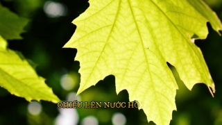 Một Lá Ngô Đồng Rơi (Lyric) - Thanh Lan (Phạm)