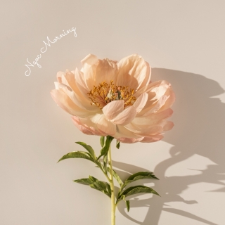 3 thói quen nhỏ giúp bạn sống chậm lại và tận hưởng bình yên | Ngọc morning 