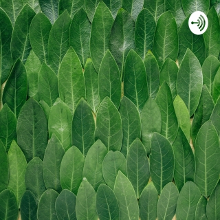 Hoa trôi trên sóng nước- Satomi Myodo